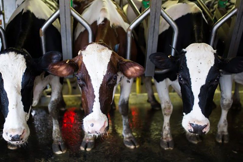 Ireland planning dairy export push targeting Philippines, Malaysia