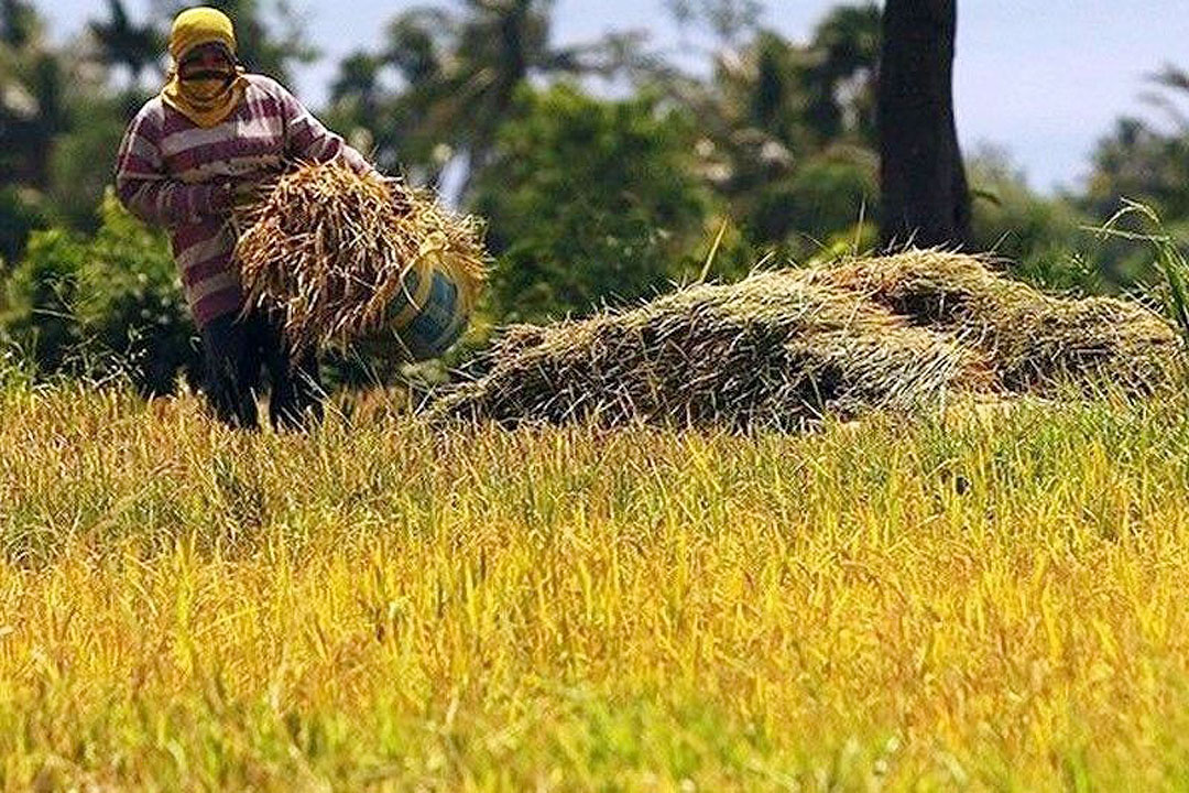 Palay output growth estimated at 1.6% in three months to June