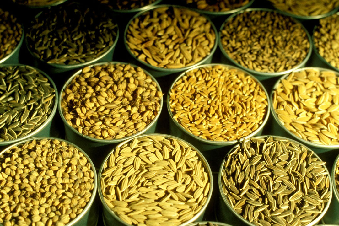 Upland rice farming touted as hunger prevention program