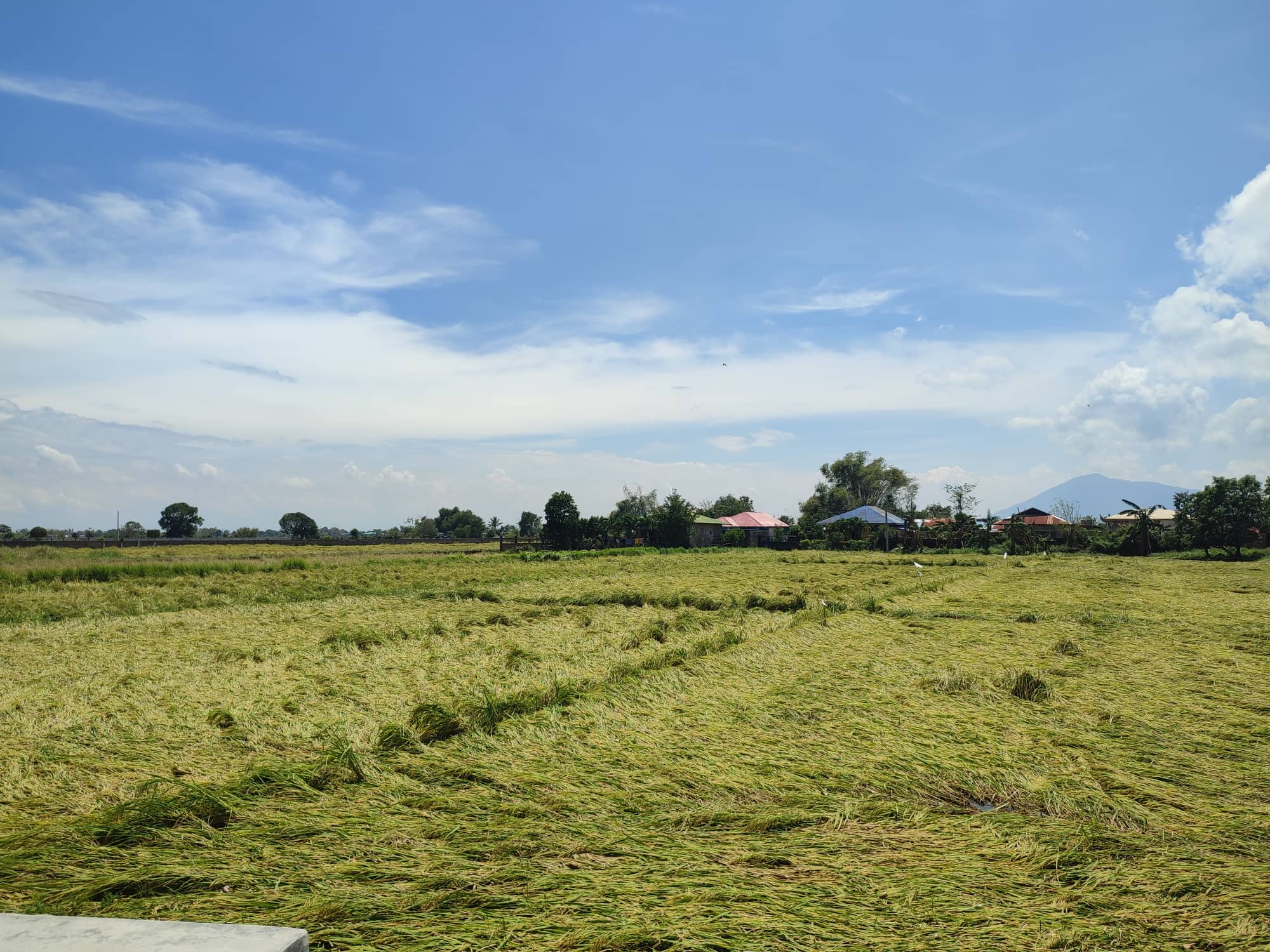 DA earmarks P709-M assistance for Karding-affected farmers, fishers