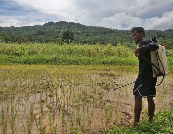 Palay farmgate price hits P31 per kilo