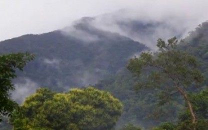 Foundation lauds study on narra tree&rsquo;s medical value