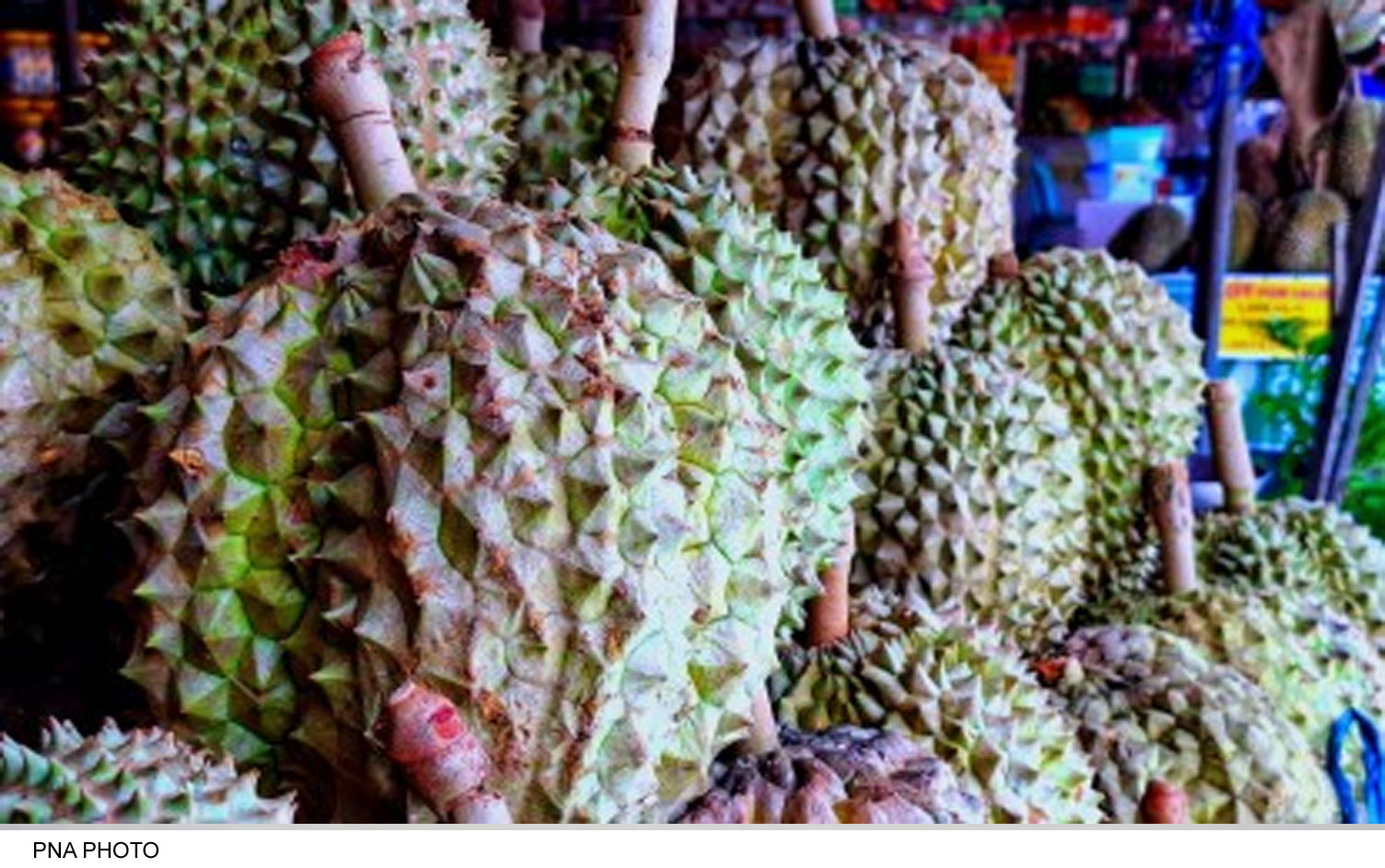 DA Fast-Tracks PhilGAP Certification to Boost Davao Durian Exports