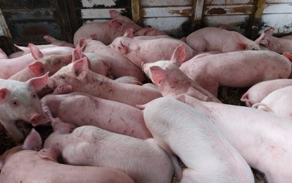 Ample pork supply in Ilocos Norte during Christmas