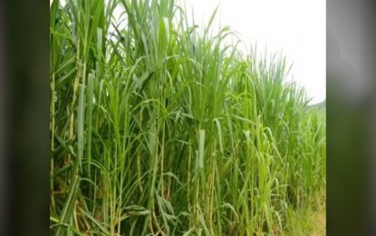 Automated grass charcoal facility to benefit Negros farmers