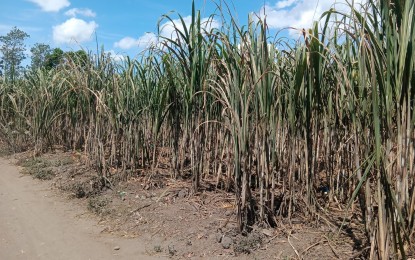 DA-BPI team validating RSSI infestation in northern Negros