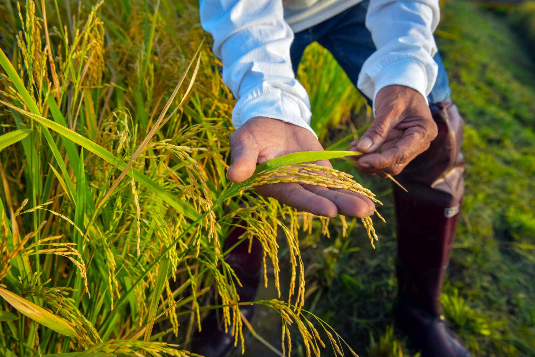 Baguio Rice Sellers Keep Prices Steady Despite Rising Fuel Costs