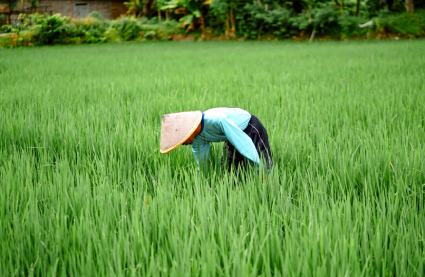 DA confident in rice supply stability despite rising fuel costs