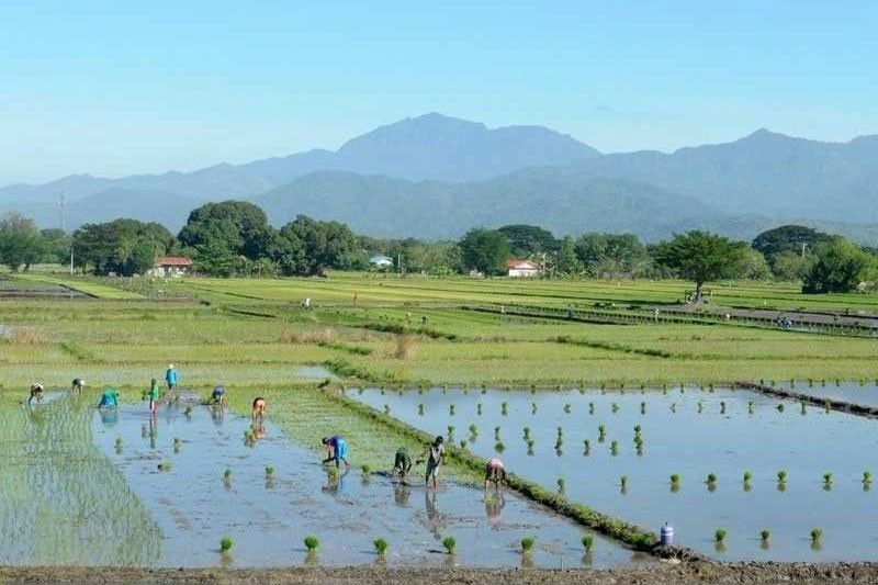 Agricultural sector down anew in Q2