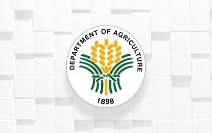 DA allots over P300 million to boost onion industry