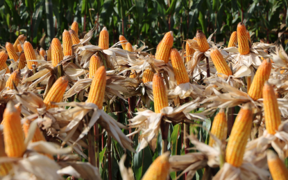 PhilSA, DA to do joint research on crops