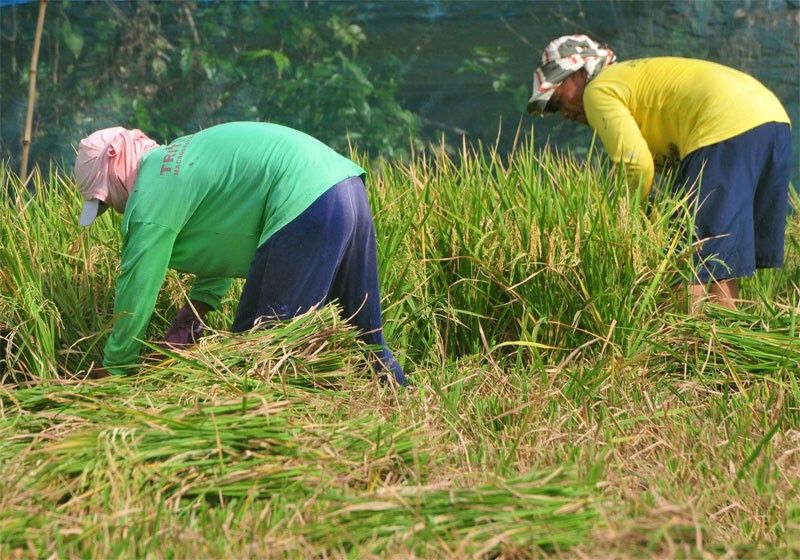 Farmers&rsquo; group claims P7.7 billion loss due to undervalued rice imports