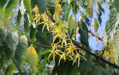 Ormoc City to produce ylang-ylang essential oil