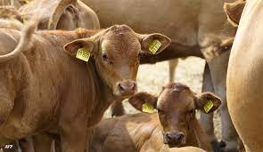 Livestock produces 12% of human greenhouse gases: FAO
