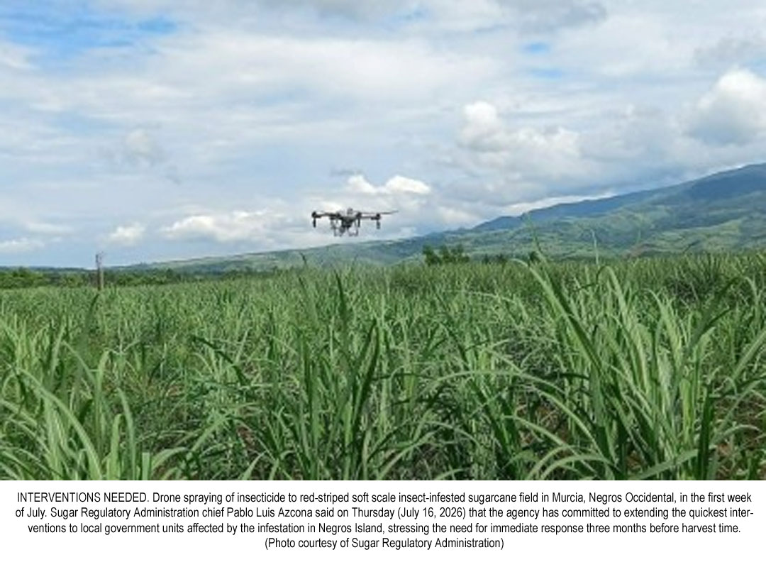 Immediate Action Urged as Sugar Industry Battles Worsening Red-Striped Soft Scale Insect Infestation