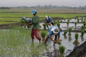 P100-M in agri assistance distributed in November