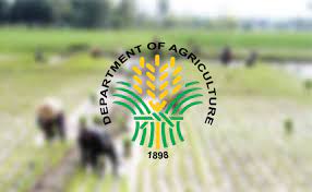 Only 5-10% of rice fields affected by pests in Isabela&mdash;DA