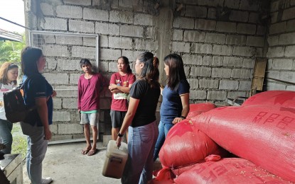 More Nueva Ecija farmers sell rice to NFA due to higher prices