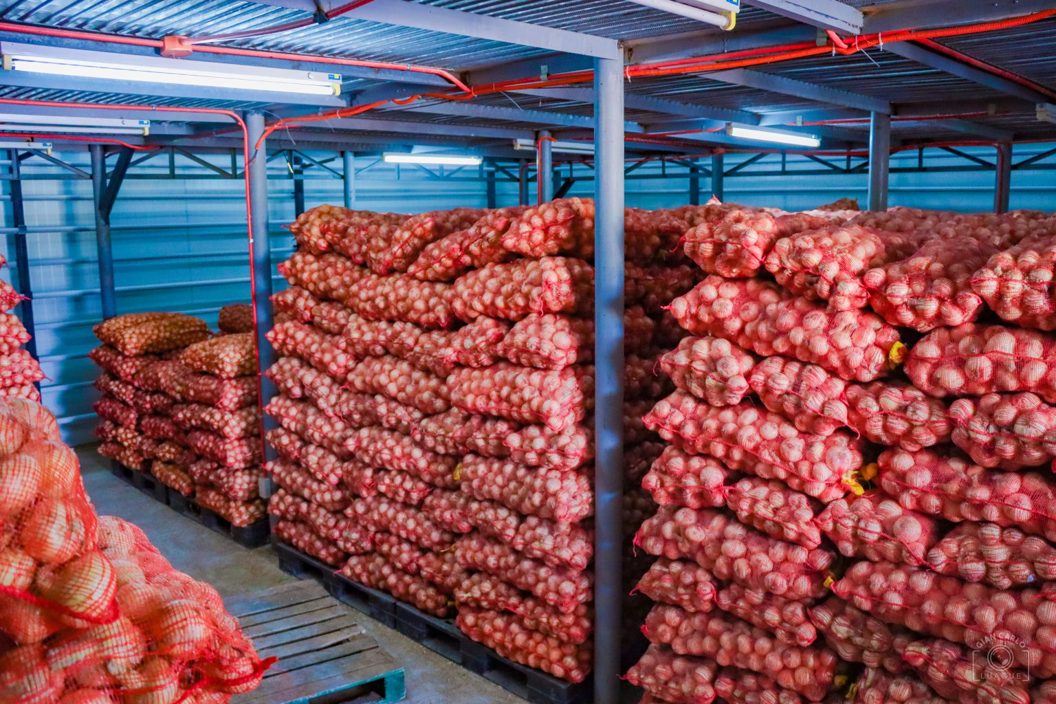 Big time onion smuggler arrested, DA Chief says 