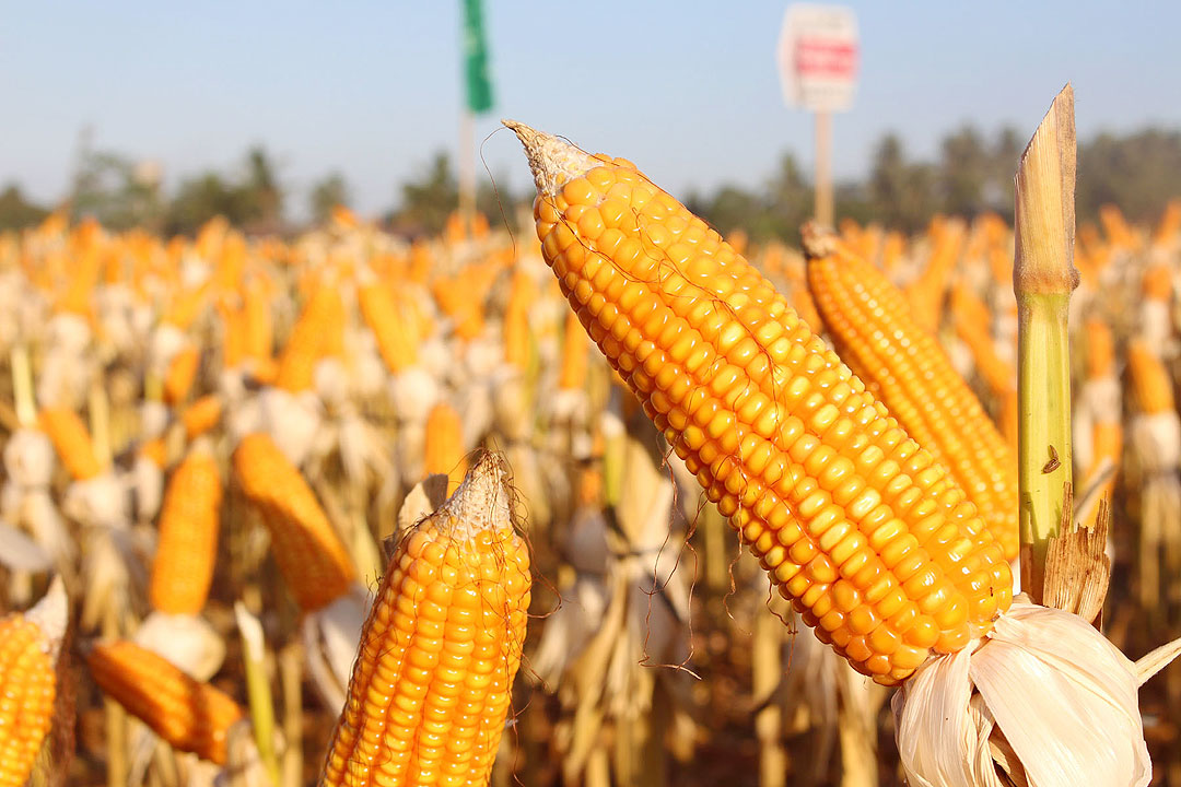 Corn tariff lobbying intensifies as legislators prepare measure setting up competitiveness fund