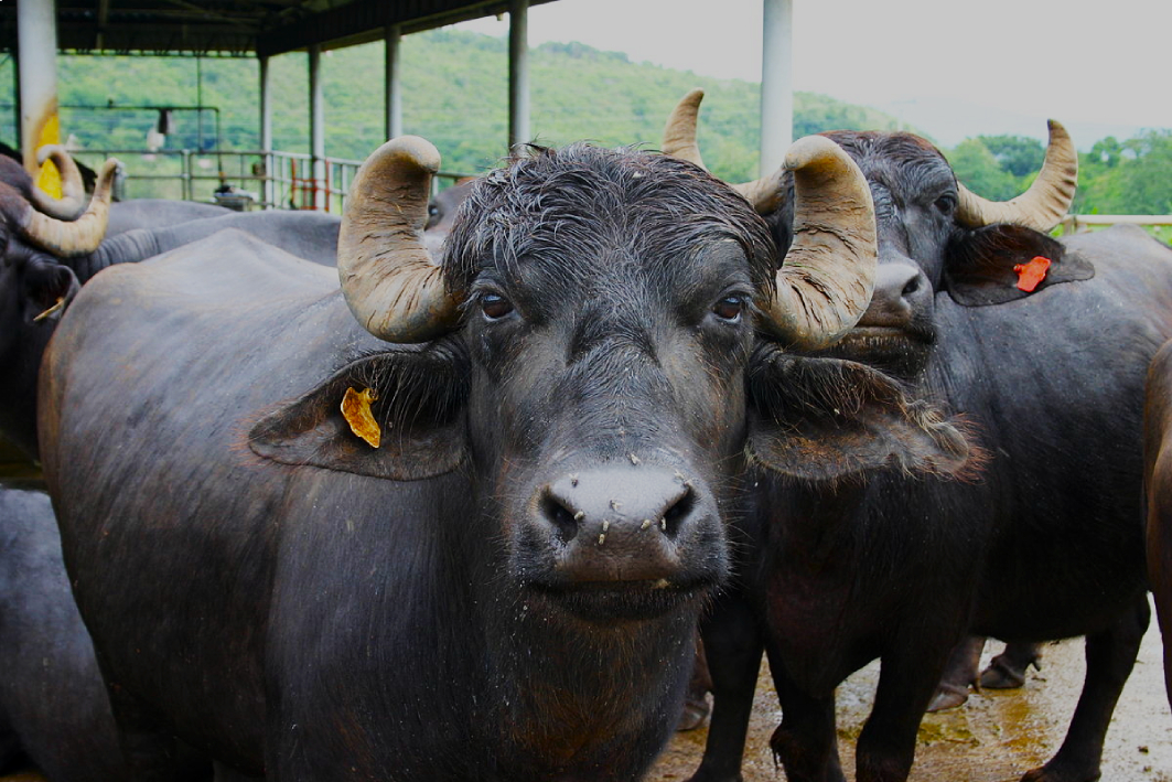 P2.3-M Dairy Buffalo Project Launched in Dingras to Boost Nutrition, Livelihoods