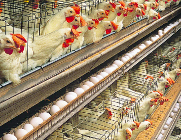 Philippines formalizes poultry import policy from UK bird flu-free zones