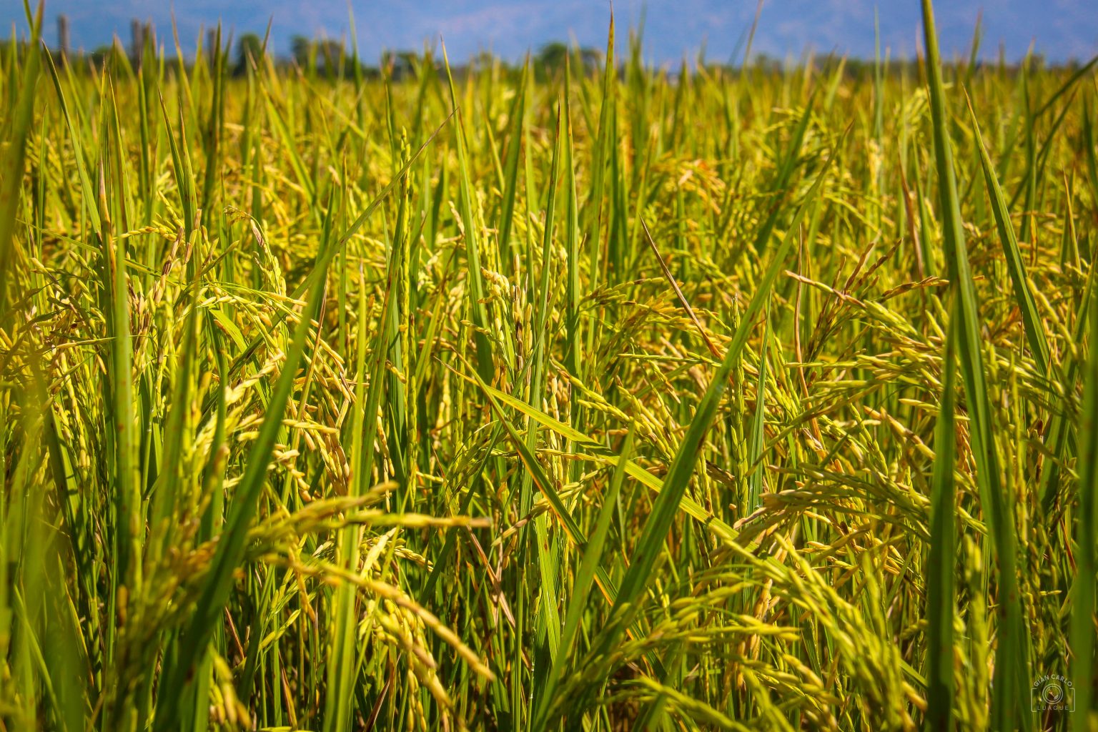 Rice price will remain affordable for Filipino consumers; 2023 a good harvest year for PH &ndash; DA