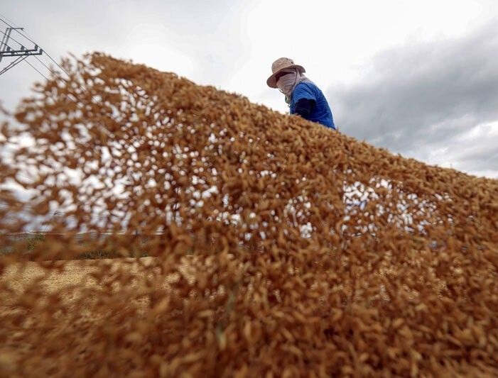 Department of Agriculture: Rice supply stable until Q1 of 2024