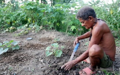 Urban agriculture promotes self-sufficiency amid inflation - CCC