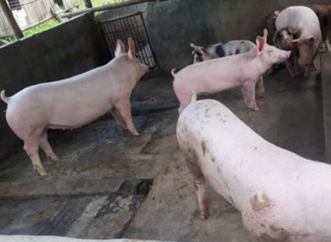 Lawmaker Calls for Stronger DA Action to Protect Livestock from El Ni&ntilde;o Threat