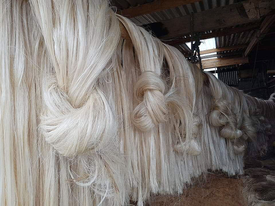 Japanese firms considering abaca processing in Davao