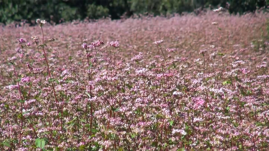 Youth group transforms unused land for agriculture, but water supply a concern