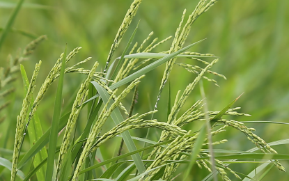 India to export 295,000 MT of non-basmati rice to PH