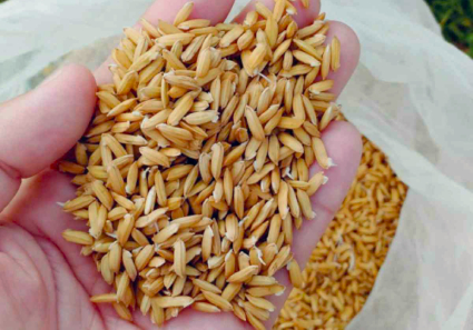 NFA Ilocos Norte buys palay at up to P29/kg to boost farmer support and rice supply