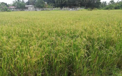 DA memo on biofertilizer use to prevent new fertilizer scam