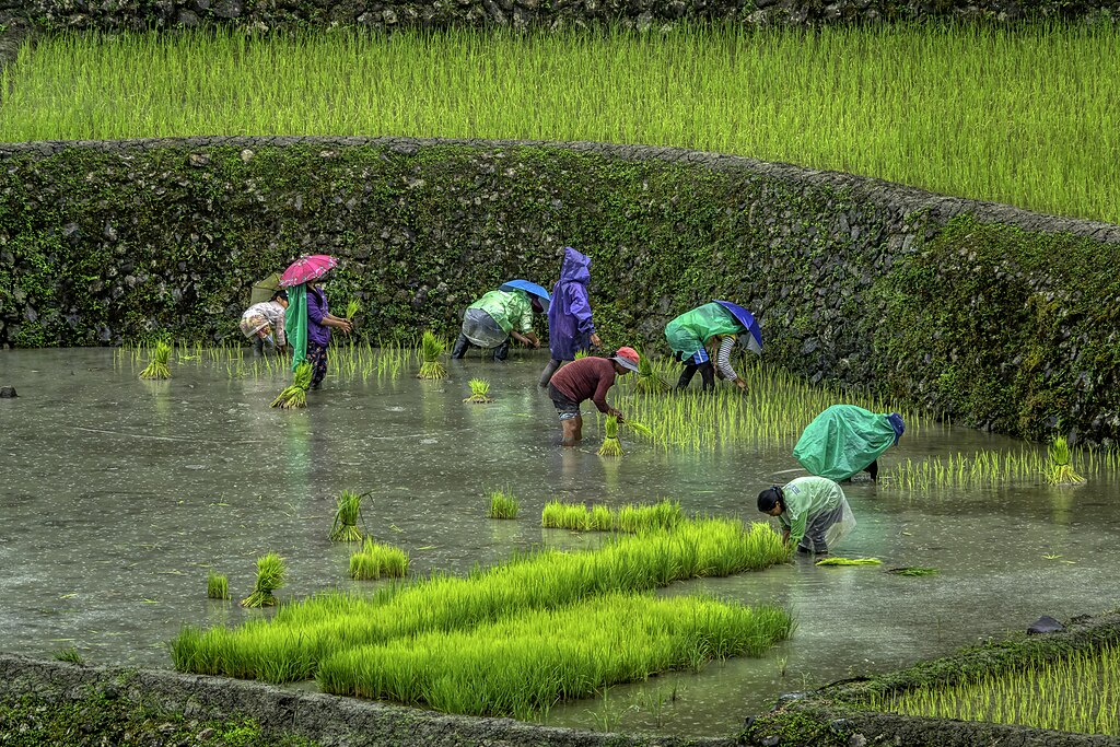 Rice transplanting methods: A crucial factor for successful cultivation