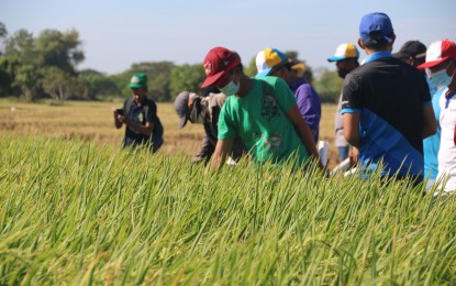 DA crafts strategy plan for hybrid rice production
