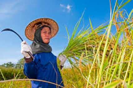 4,000 Farmers Receive Cash Aid in Ilocos; 480,000 More to Benefit Regionwide