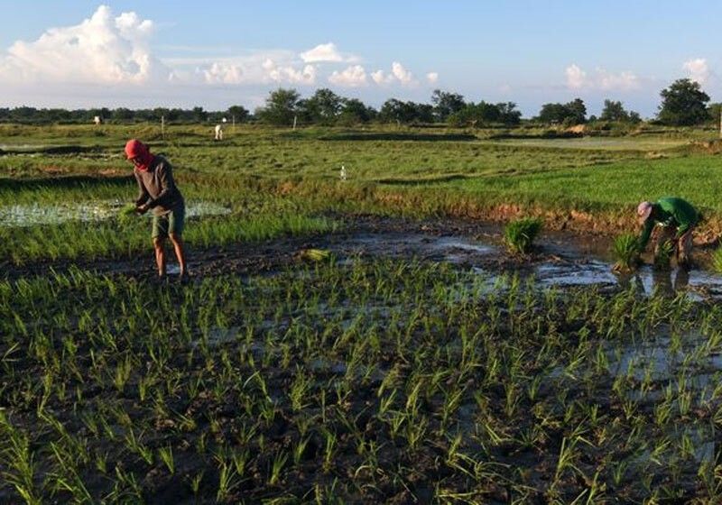 Marcos promise of P20/kilo rice &lsquo;not possible&rsquo; for now &ndash; new DA chief