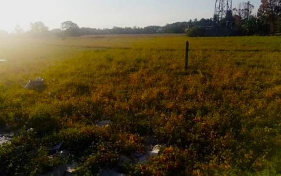 Antique agriculture office urges shift to drought-resistant crops amid El Ni&ntilde;o threat