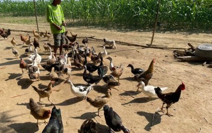 Ilocos Norte now bird flu-free
