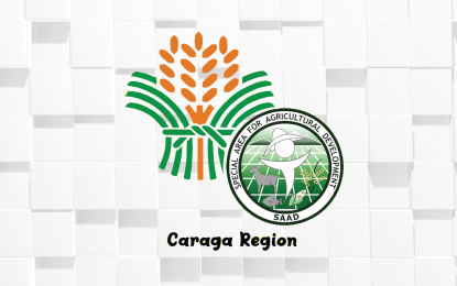 DA aid enables 32 Siargao farmers to start pineapple farm