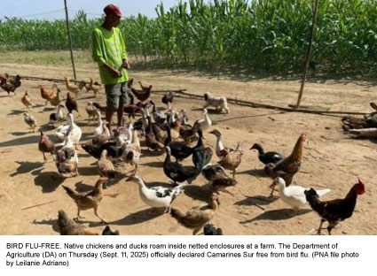 Camarines Sur Regains Bird Flu-Free Status After Successful Containment Efforts