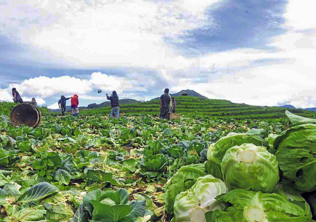 DA Assures Adequate Rice Supply as Demand for P20 Program Rises; Online Registration Enforced
