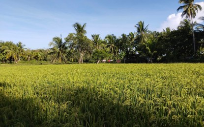 DA reiterates call for climate-proof rice farming