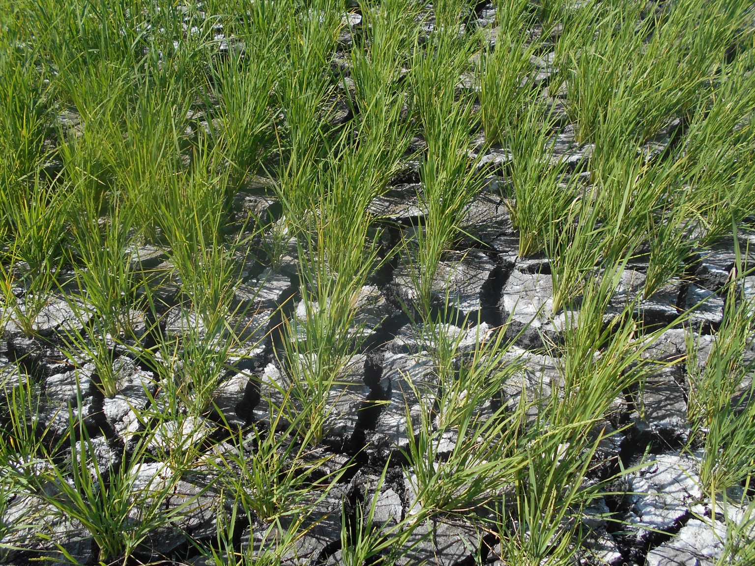 PBBM admin rolls out plan to mitigate impact of El Ni&ntilde;o, reactivates inter-agency El Ni&ntilde;o Task Force