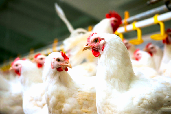 Davao del Sur regains bird flu-free status &mdash; DA