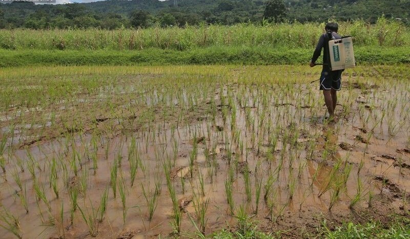 More farmers&rsquo; groups join calls to remove Diokno, Balisacan