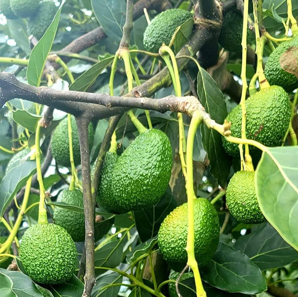Philippines gains Korean market access for fresh Hass avocado