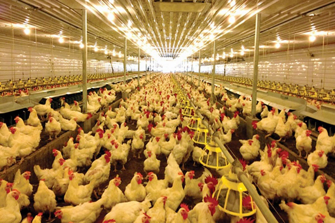 PHL 2024 broiler chicken production forecast at 1.53 million metric tons